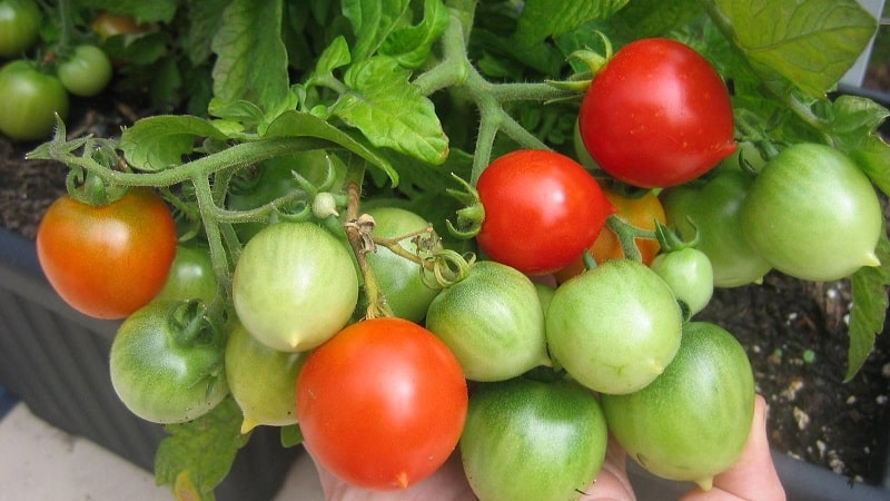 Cara menanam tomato Geranium Kiss dengan semak padat, rasa yang kaya dan hasil yang konsisten