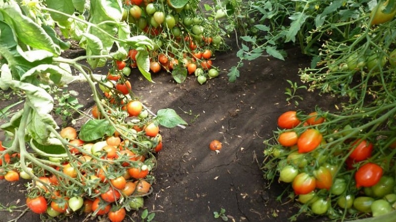 Wie man eine Geranium Kiss-Tomate mit kompakten Büschen, reichhaltigem Geschmack und gleichmäßigem Ertrag anbaut