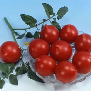 Cara menanam tomato Geranium Kiss dengan semak padat, rasa yang kaya dan hasil yang konsisten