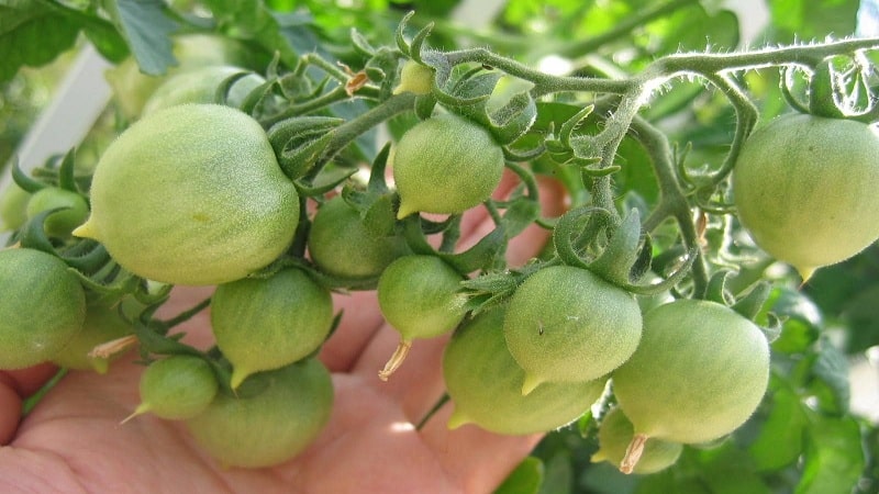 Hoe een Geranium Kiss-tomaat te kweken met compacte struiken, rijke smaak en consistente opbrengst