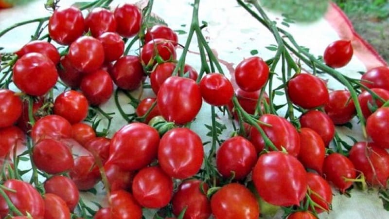 Comment faire pousser une tomate Geranium Kiss avec des buissons compacts, une saveur riche et un rendement constant