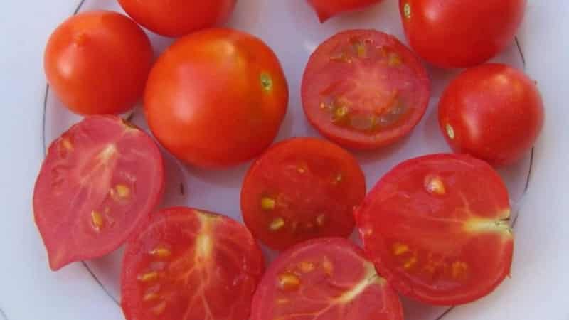 Wie man eine Geranium Kiss-Tomate mit kompakten Büschen, reichhaltigem Geschmack und gleichmäßigem Ertrag anbaut