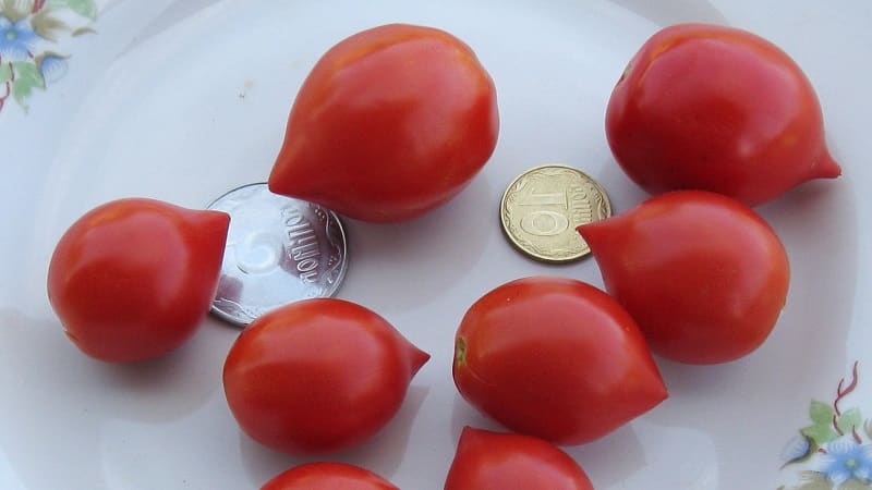 Comment faire pousser une tomate Geranium Kiss avec des buissons compacts, une saveur riche et un rendement constant