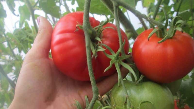 Durch den Anbau der Altai-Meistertomate erzielen wir auch bei ungünstigen Wetterbedingungen eine reiche Ernte