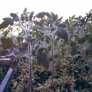 Auf Tomatenblättern erschienen violette Flecken: Warum das passieren konnte und wie Sie Ihre Tomatenernte retten können