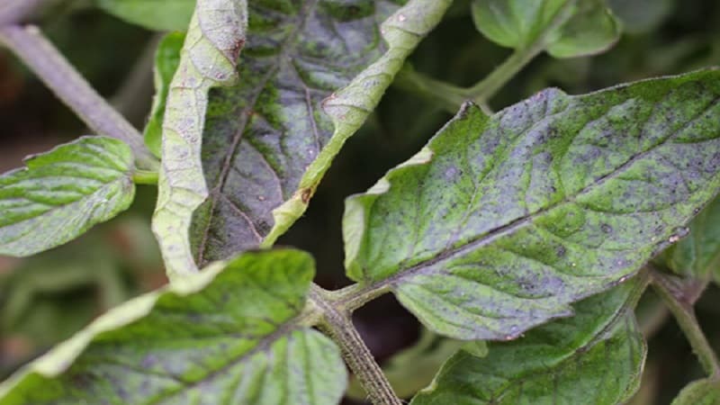 Tompok ungu muncul pada daun tomato: mengapa ini boleh berlaku dan bagaimana untuk menyelamatkan penuaian tomato anda