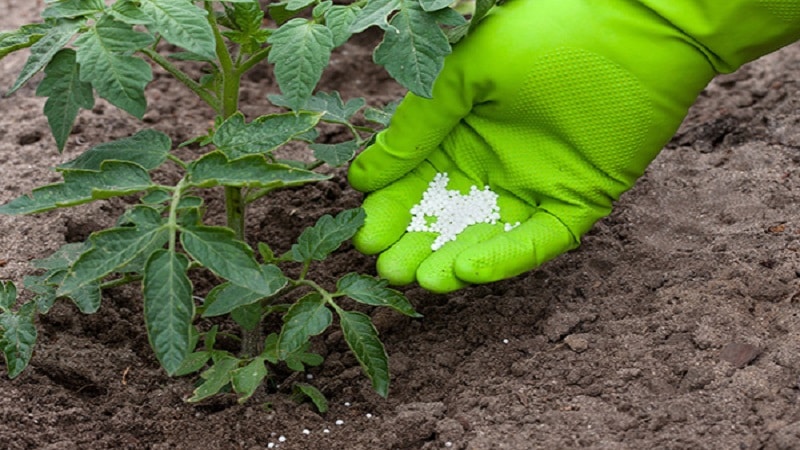 Sulle foglie dei pomodori sono apparse macchie viola: perché ciò potrebbe accadere e come salvare il raccolto di pomodori