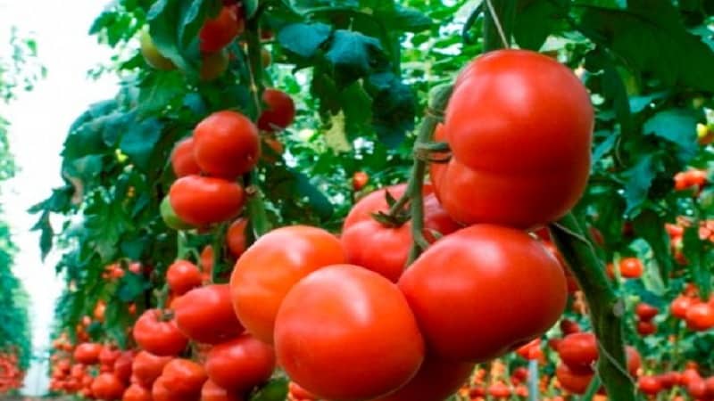 Tomàquets híbrids holandesos de fruita gran Makhitos: secrets de la cura adequada per a una collita abundant