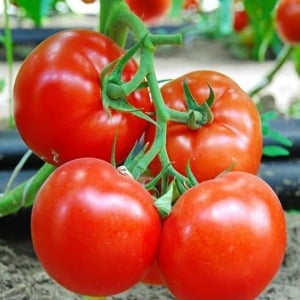 Tomates híbridos holandeses de frutos grandes Makhitos: secretos del cuidado adecuado para una cosecha abundante