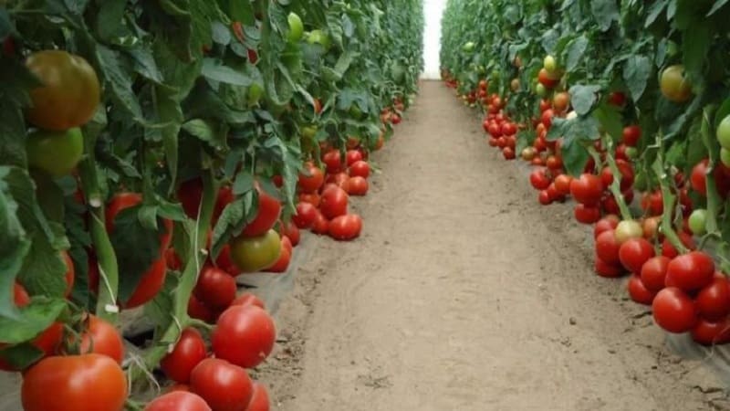 Nederlandske hybridtomater med stor frukt Makhitos: hemmelighetene til riktig omsorg for en rikholdig høst