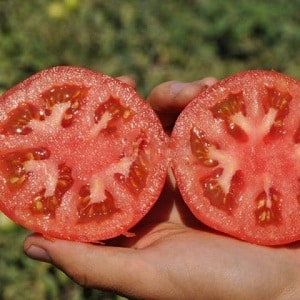 Tomates híbridos holandeses de frutos grandes Makhitos: secretos del cuidado adecuado para una cosecha abundante