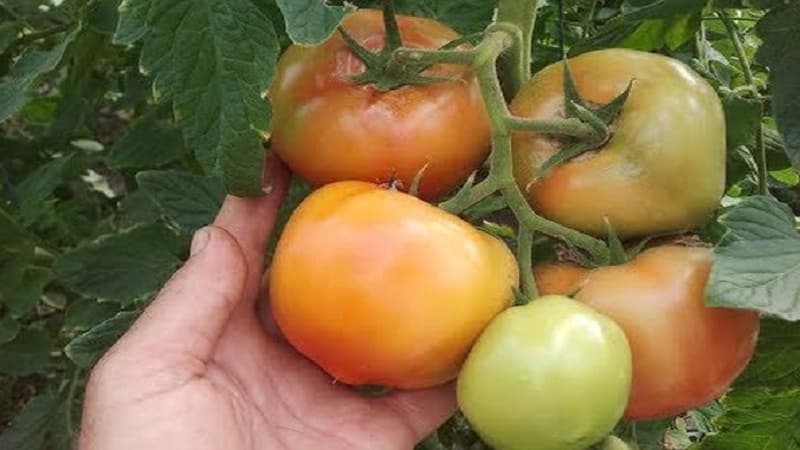 Tomato hibrid Belanda berbuah besar Makhitos: rahsia penjagaan yang betul untuk penuaian yang banyak