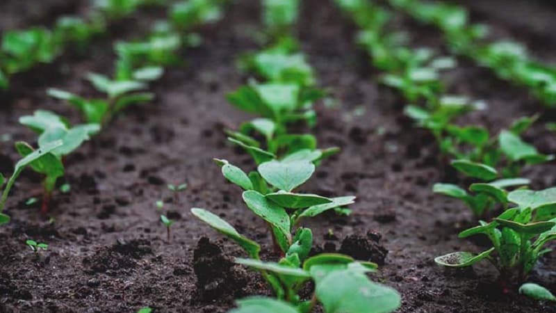 Quand planter des radis en été pour la deuxième fois et comment le faire correctement