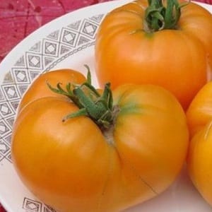 Varför bönder älskar Orange Elephant-tomaten så mycket