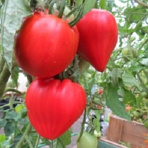 German tomato variety Vater Rhein - ideal for making salads, juice, ketchup and various sauces