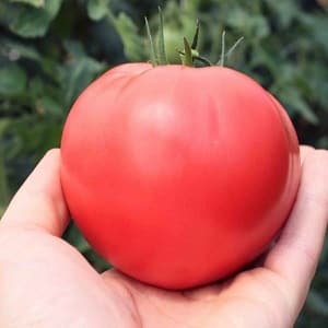 ¿En qué suelo el tomate Romero produce mayor rendimiento y qué más le afecta?