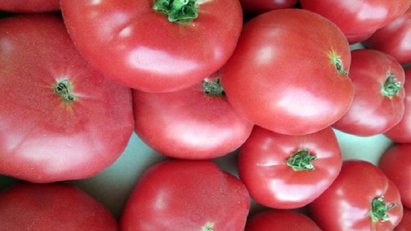 ¿En qué suelo el tomate Romero produce mayor rendimiento y qué más le afecta?