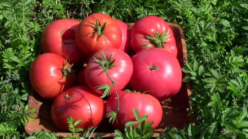 In quale terreno il pomodoro rosmarino produce la resa più elevata e cos'altro lo influenza?