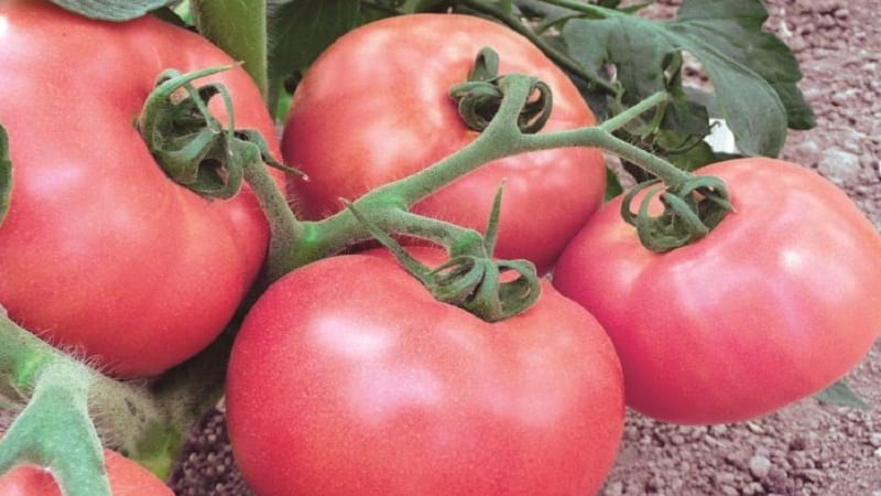 Cara menanam tomato Pink Unicum yang harum dan lazat: panduan untuk bertindak untuk pemula dan tukang kebun yang berpengalaman