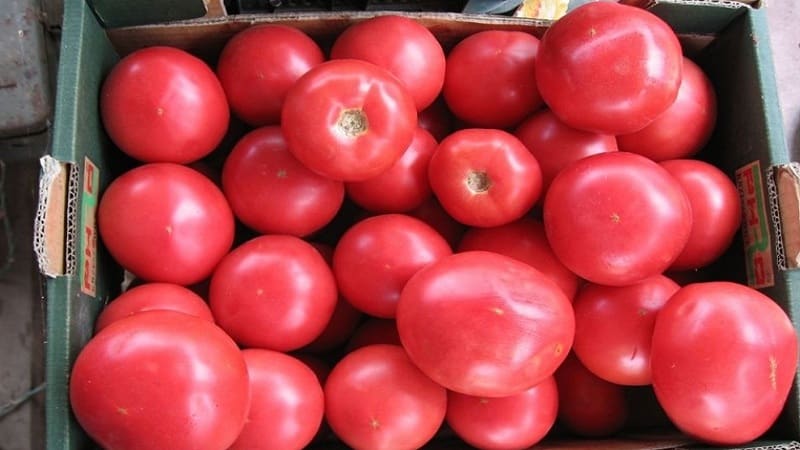 Hoe een geurige en smakelijke Pink Unicum-tomaat te kweken: een actiegids voor beginners en ervaren tuinders