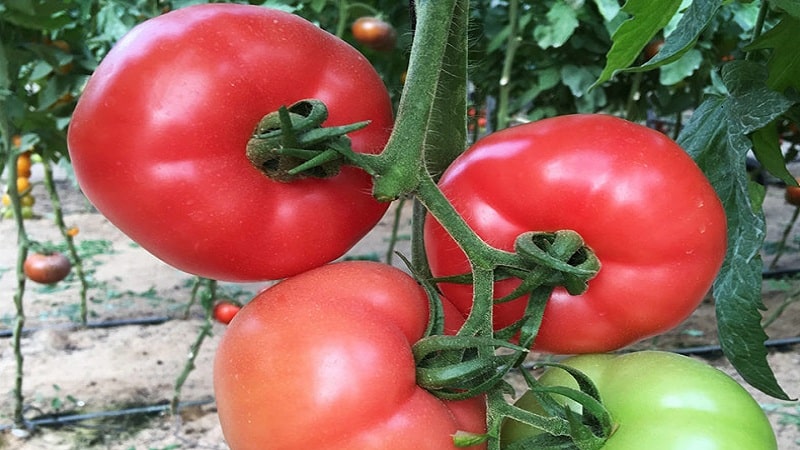 Cara menanam tomato Pink Unicum yang harum dan lazat: panduan untuk bertindak untuk pemula dan tukang kebun yang berpengalaman