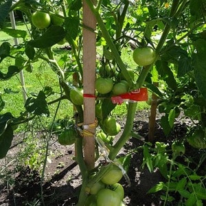 Une variété de tomates au nom révélateur - tomate Neighbour's envy f1 : qu'est-ce qui est bon et comment la cultiver correctement