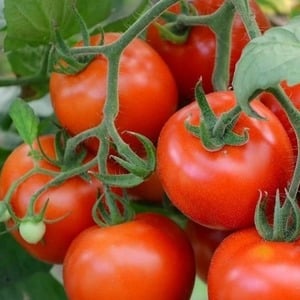 Eine Tomatensorte mit einem aussagekräftigen Namen – Tomate Neid des Nachbarn f1: Was ist gut und wie man es richtig anbaut