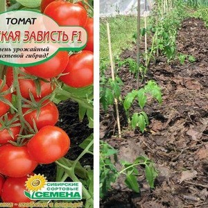 Eine Tomatensorte mit einem aussagekräftigen Namen – Tomate Neid des Nachbarn f1: Was ist gut und wie man es richtig anbaut