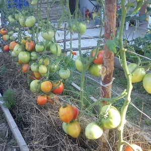 Iba't ibang mga kamatis na may masasabing pangalan - kamatis Inggit ng kapitbahay f1: ano ang mabuti at kung paano ito palaguin ng tama