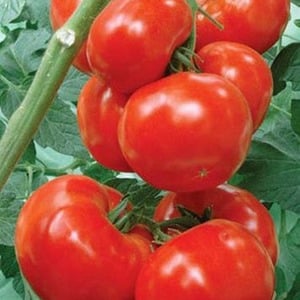 Una variedad de tomates con un nombre revelador: tomate La envidia del vecino f1: qué es bueno y cómo cultivarlo correctamente