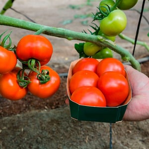 Una varietat de tomàquets amb un nom il·lusionant: tomàquet L'enveja del veí f1: què és bo i com cultivar-lo correctament