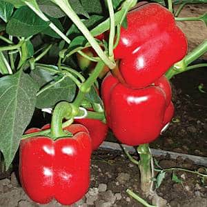 Fertile Hercules pepper, disease-resistant and easy to care for