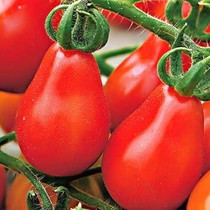 Comment faire pousser la tomate Poire Rouge sur votre propre parcelle : revue de la variété et des secrets de soins par des jardiniers expérimentés