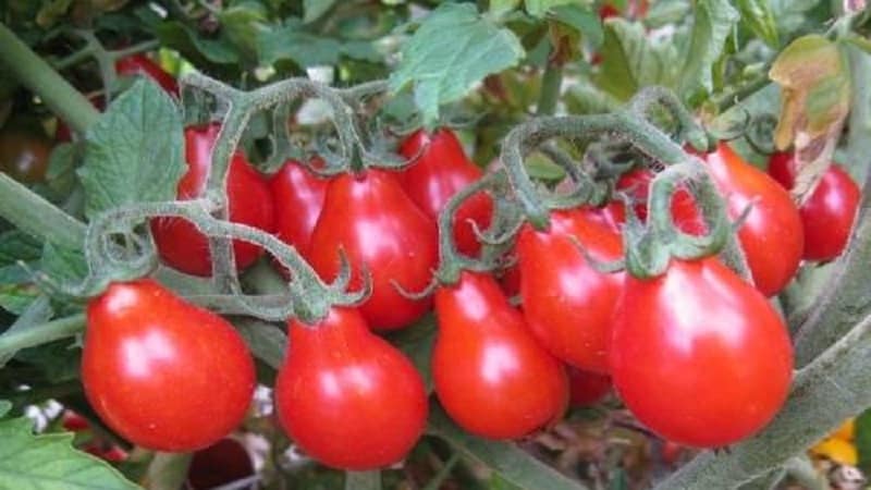 Hvordan dyrke Red Pear-tomaten på din egen tomt: gjennomgang av variasjonen og omsorgshemmelighetene fra erfarne gartnere