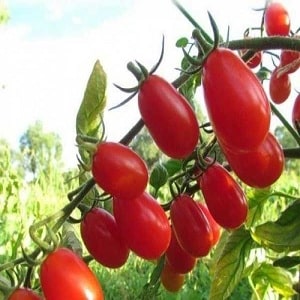 Comment faire pousser la tomate Poire Rouge sur votre propre parcelle : revue de la variété et des secrets de soins par des jardiniers expérimentés