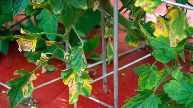 Mengapa bintik kuning muncul pada daun tomato di rumah hijau dan bagaimana untuk menyelamatkan penuaian tomato anda