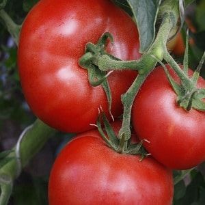 Wunderbare Tomaten für Gewächshäuser und Gewächshäuser: Tomatenpuppe Masha