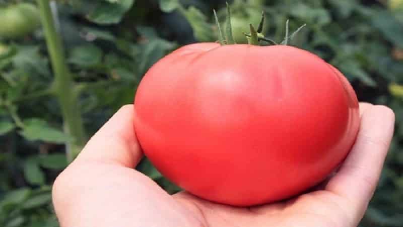 Tomato yang indah untuk rumah hijau dan rumah hijau: tomato Doll Masha