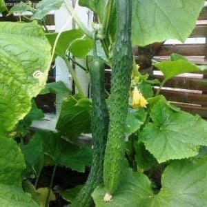 Paano magtanim ng mahabang Chinese snake cucumber na hindi pangkaraniwang hugis at masira ang mga rekord ng ani sa iyong plot