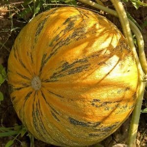 What is good about almond pumpkin and how to grow it