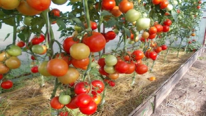 Un híbrido creado por criadores nacionales que produce una cosecha excelente: el tomate Evpator