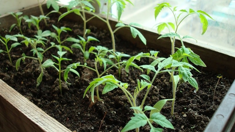 Un híbrido maravilloso para cultivar en campo abierto: planta de tomate Juggler f1