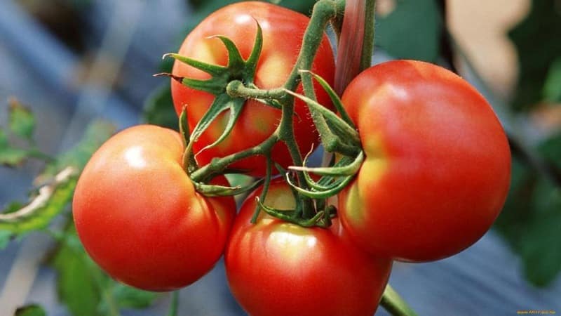 Isang kahanga-hangang hybrid para sa paglaki sa bukas na lupa - plant tomato Juggler f1