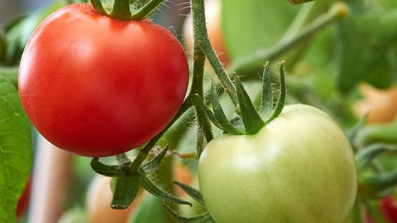 A wonderful hybrid for growing in open ground - plant tomato Juggler f1