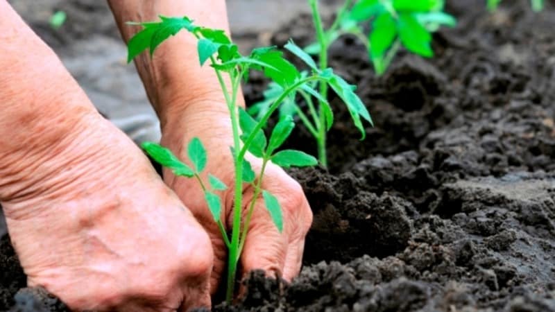 Un hibrid minunat pentru cultivarea în sol deschis - plantați tomate Juggler f1