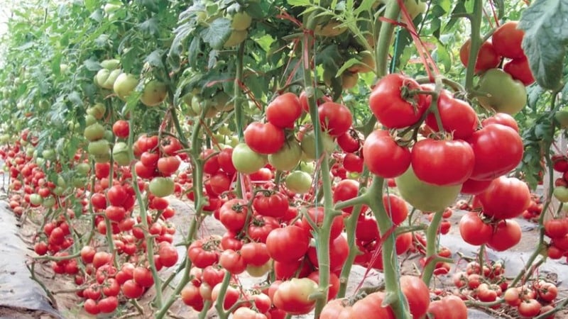 Isang kahanga-hangang hybrid para sa paglaki sa bukas na lupa - plant tomato Juggler f1