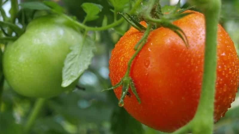 Un meraviglioso ibrido per la coltivazione in piena terra: pianta di pomodoro Juggler f1