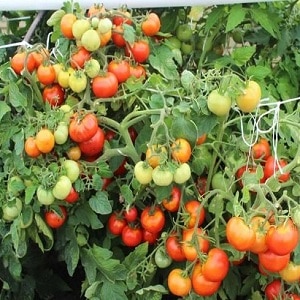 If you want to get a rich harvest of sweet tomatoes with a rich taste, plant a tomato on your plot Irina