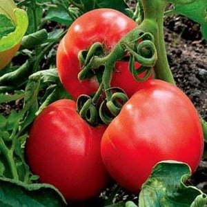 Se vuoi ottenere un ricco raccolto di pomodori dolci dal gusto ricco, pianta un pomodoro Irina sulla tua trama