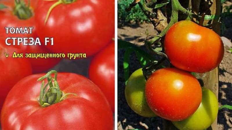 Ertragreiche, schmackhafte und pflegeleichte Stresa-Tomaten für den Anbau im Freiland oder im Gewächshaus